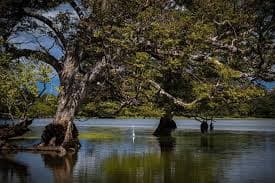 Hambegamuwa Lake: The Lotus Basin